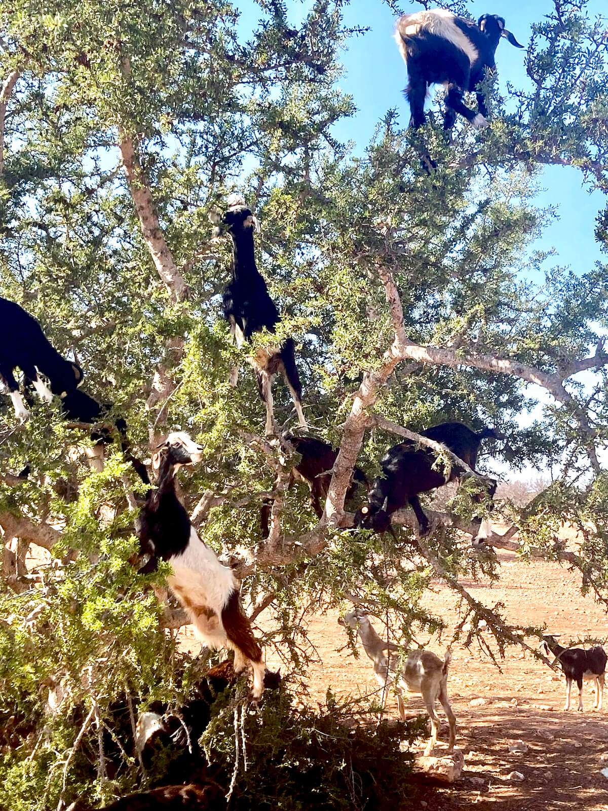 Tree Goats