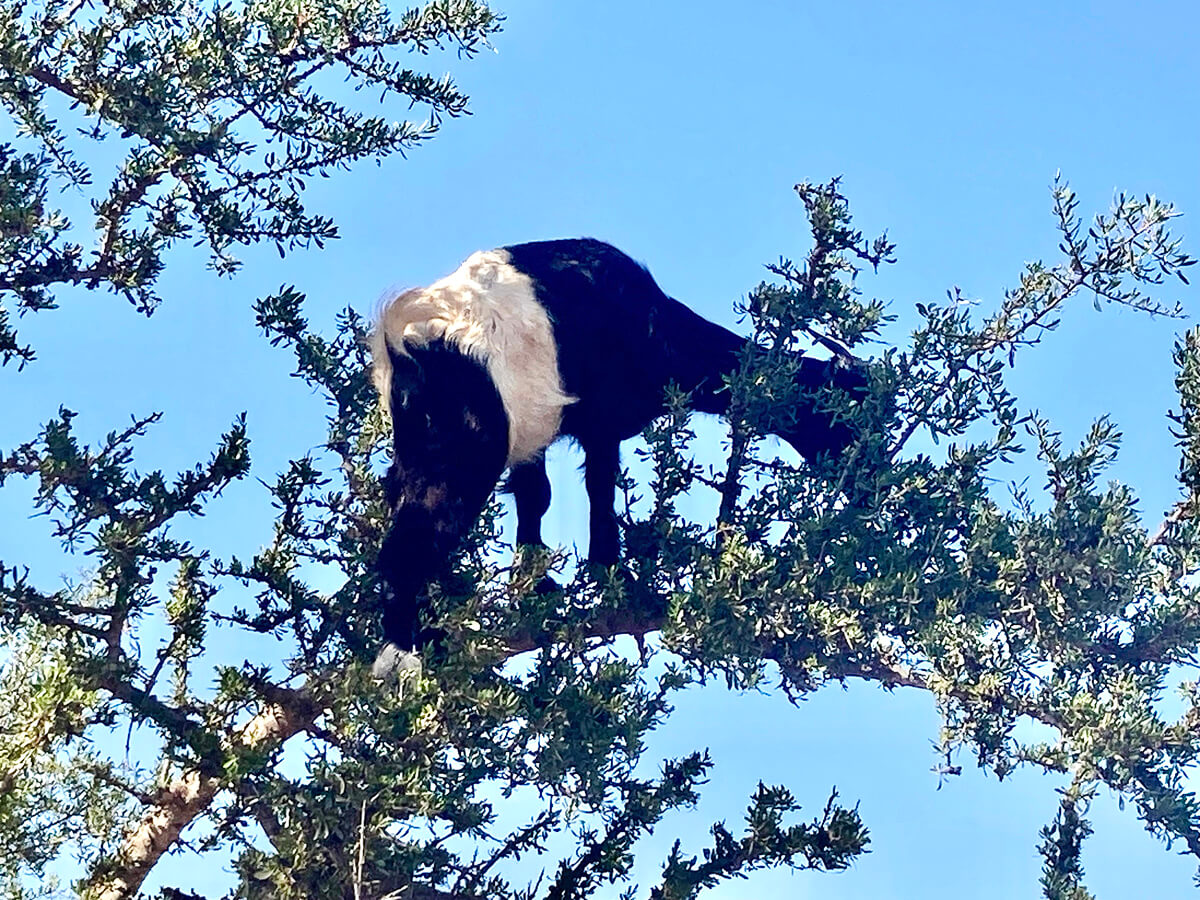 Goat on a Limb