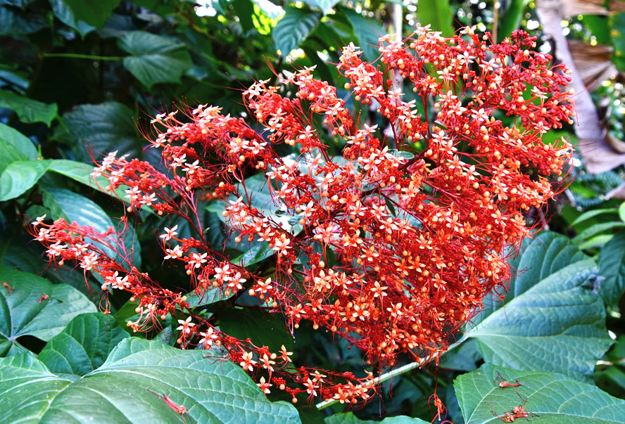 Chinese Pagoda Flower