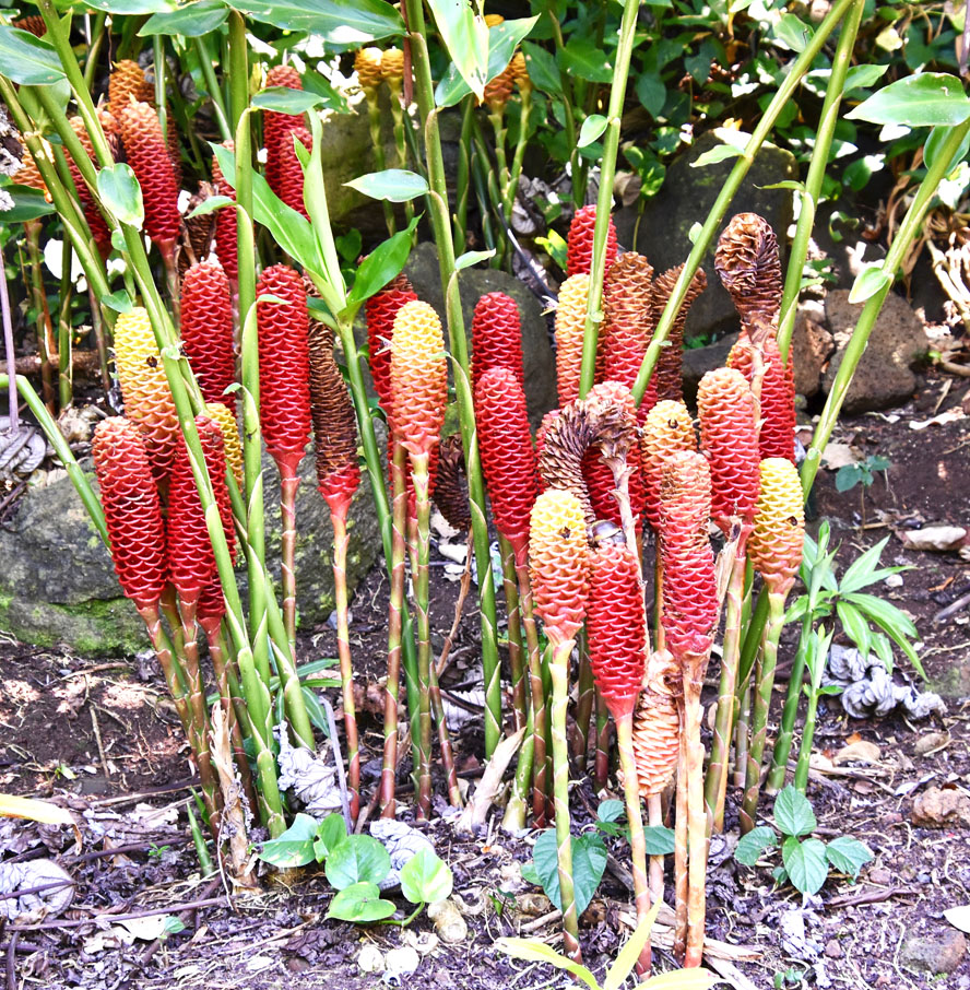 Red Hot Poker Variety
