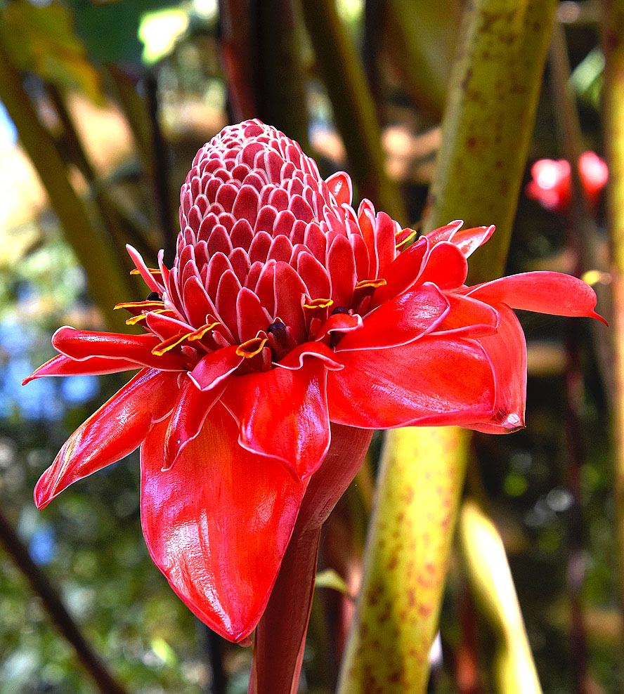 Torch Ginger