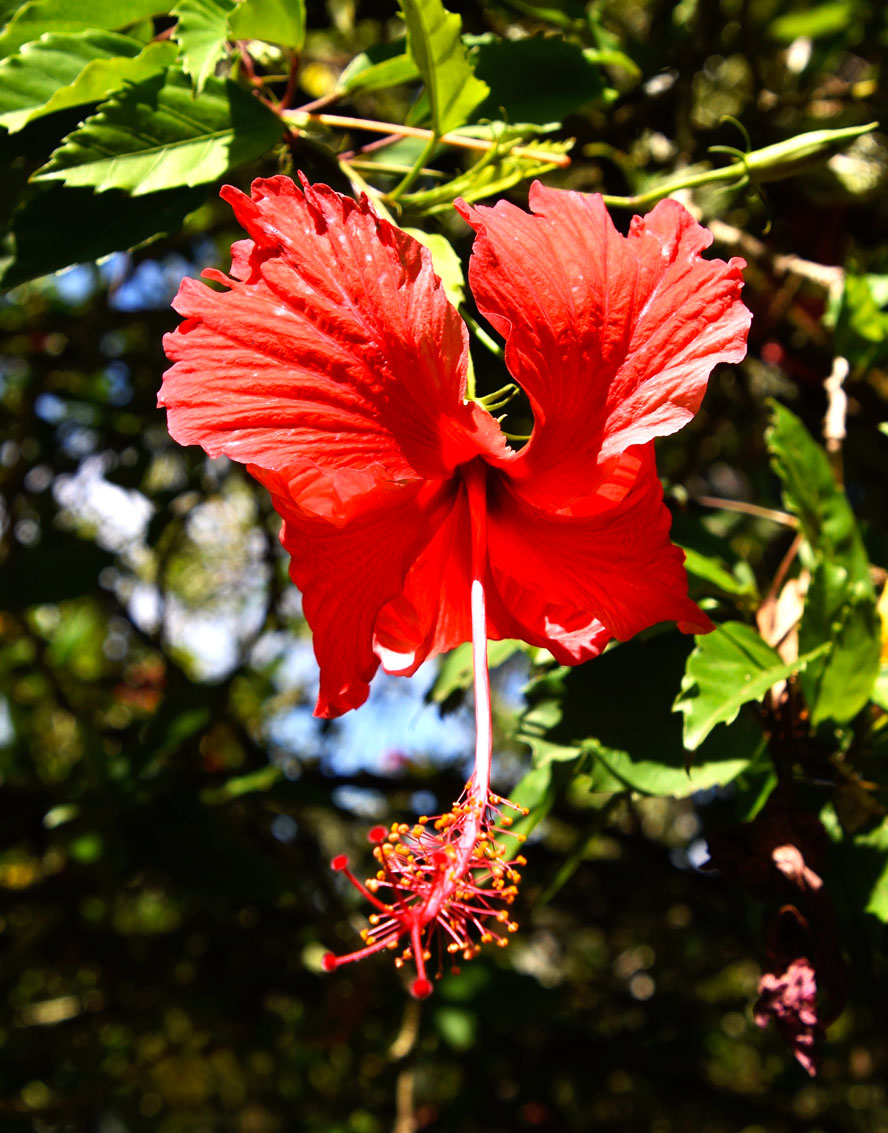 Hibiscus