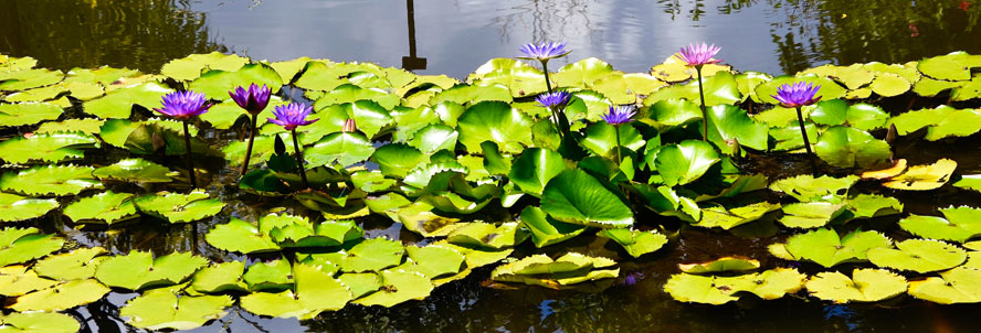 Waterlilies