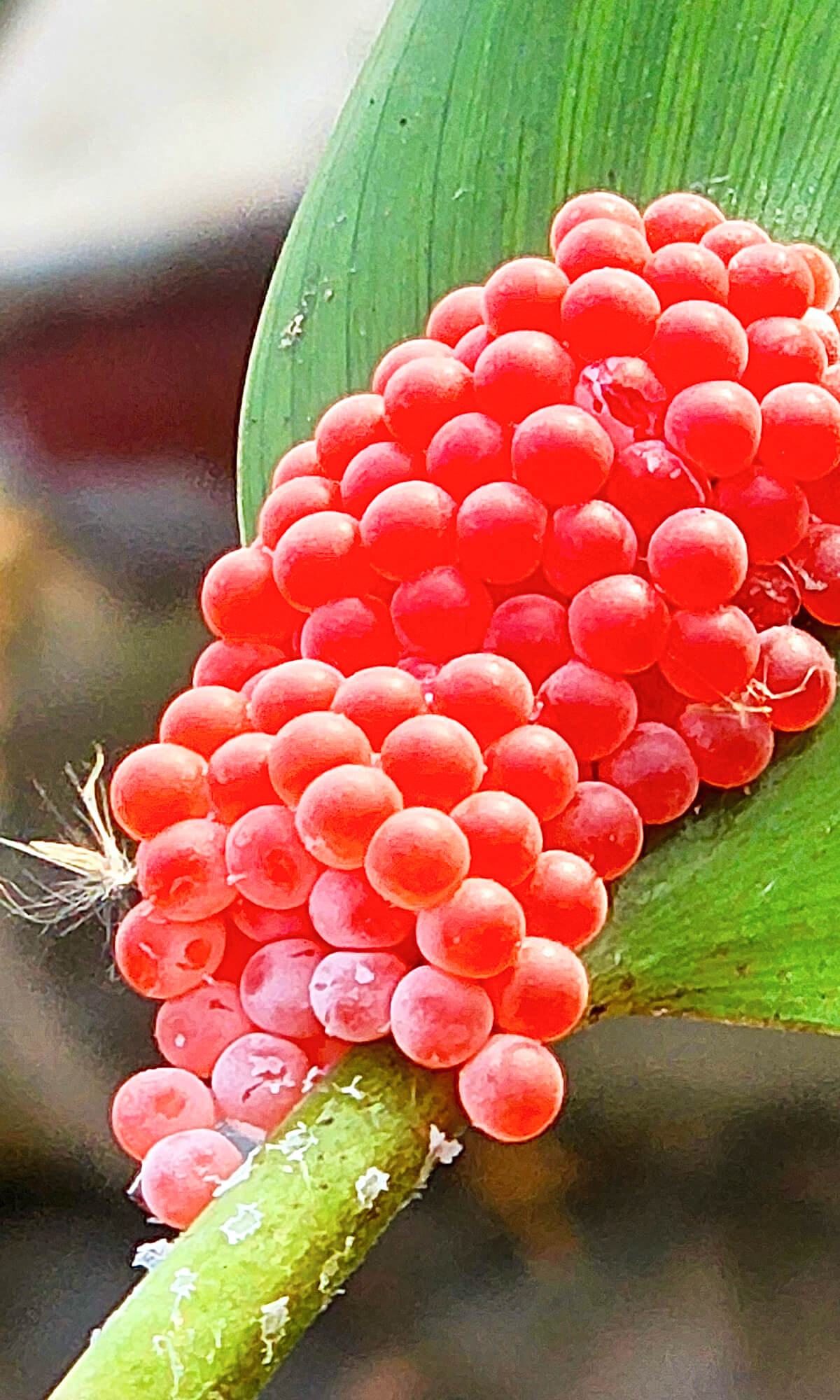 Apple Snail Eggs