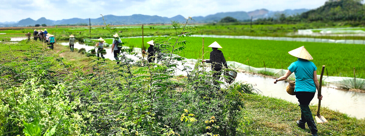 Off to the Rice Fields