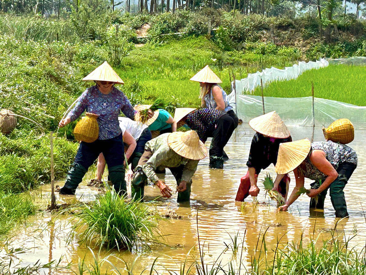 Planting the Rice