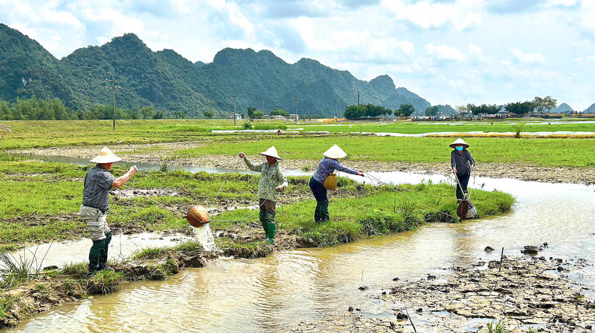 Watering the Rice