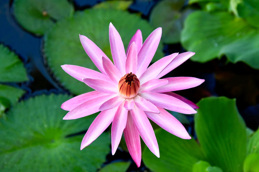 Water Lily