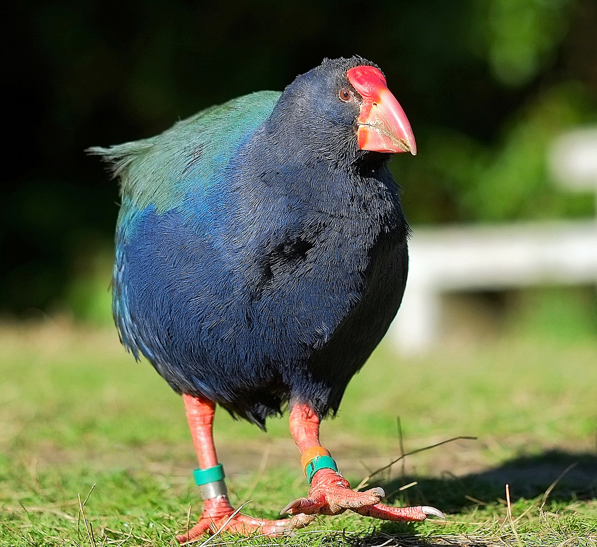 Takahe
