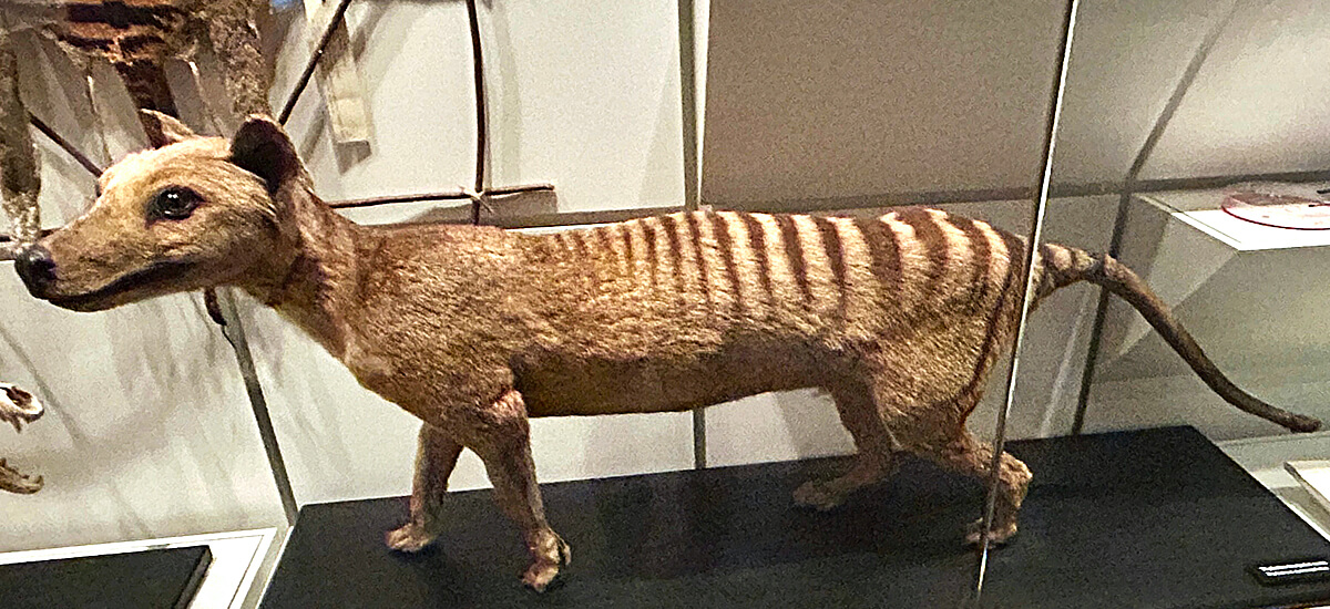 Thylacine