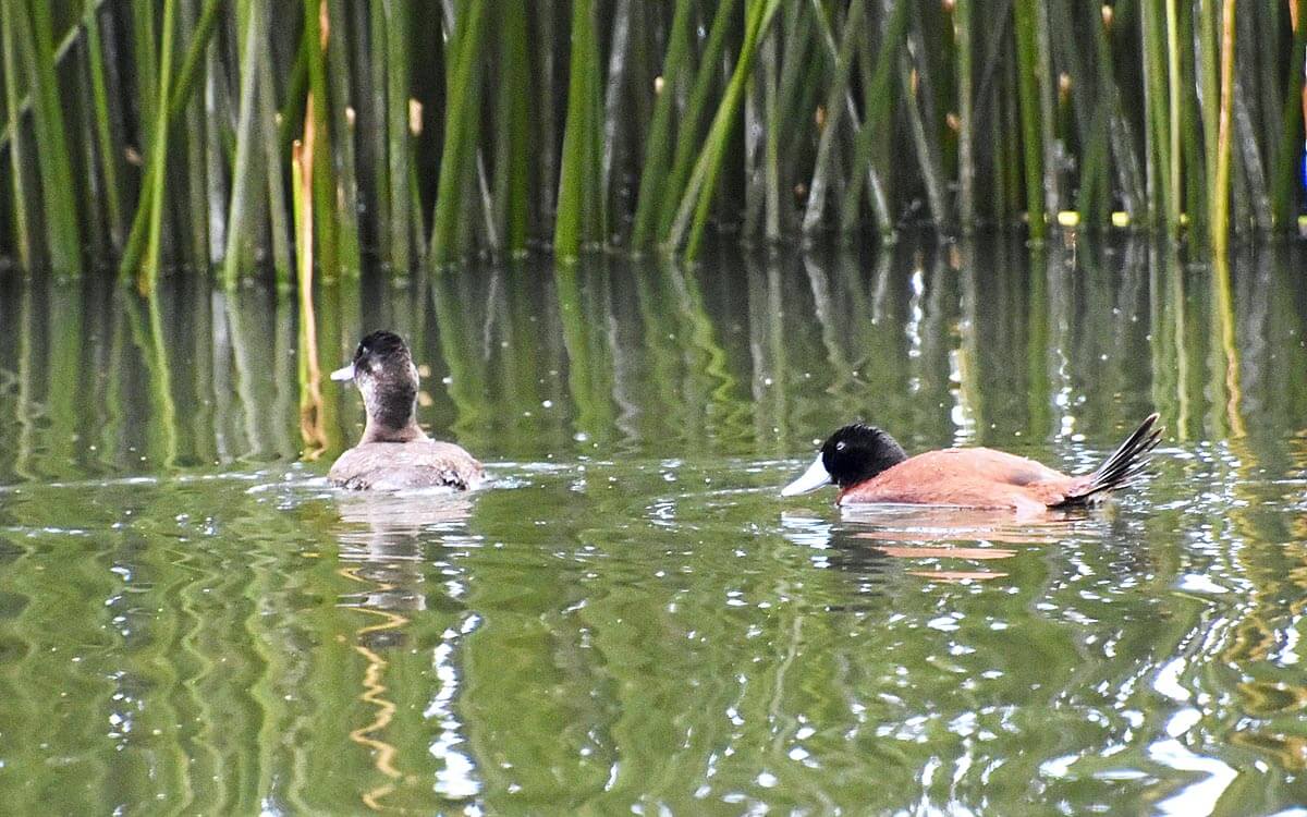 Andean Ducks