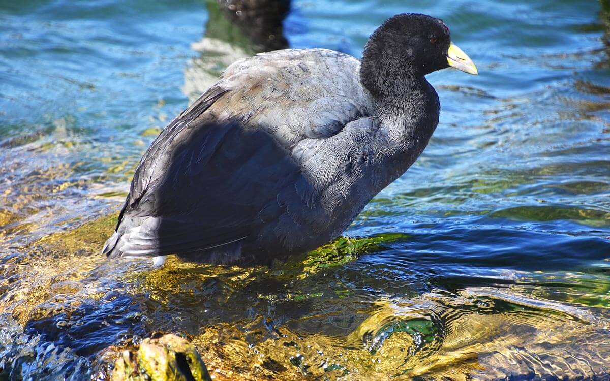 Giant Coot
