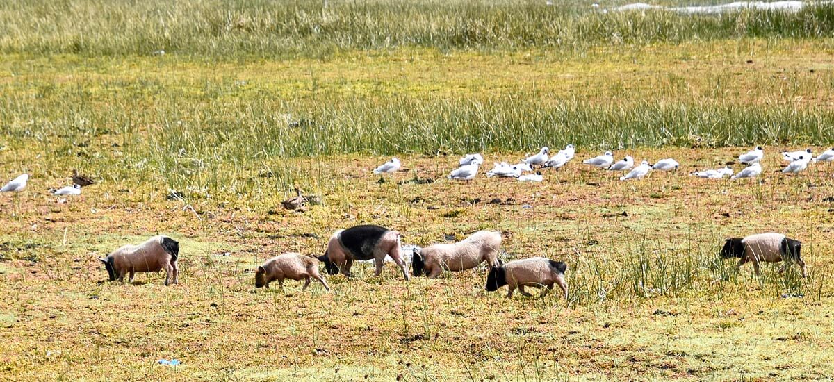 Hogs & Gulls