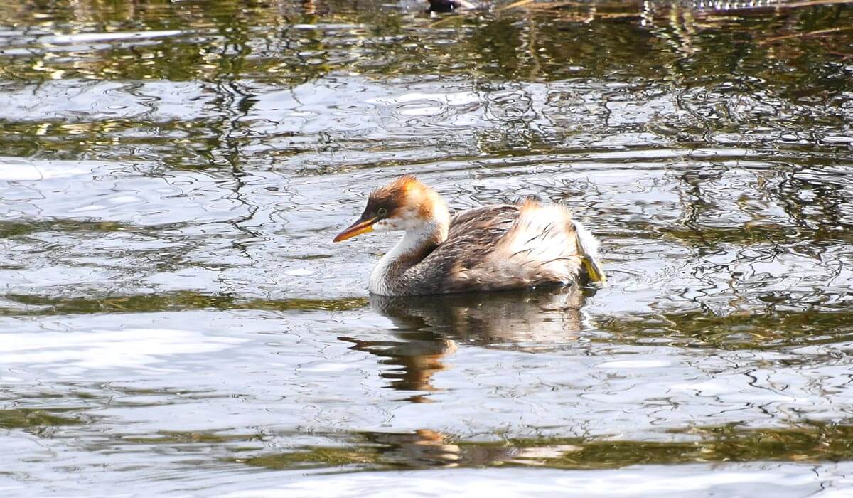 Titicaca Grebe