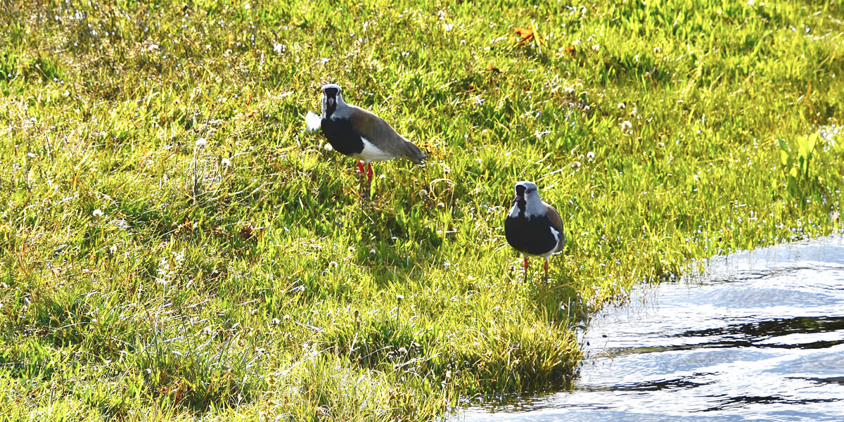 Andean Lapwings