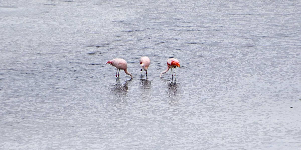 Chilean Flamingoes