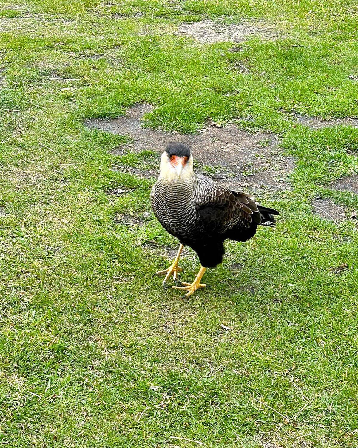 Crested Caracara
