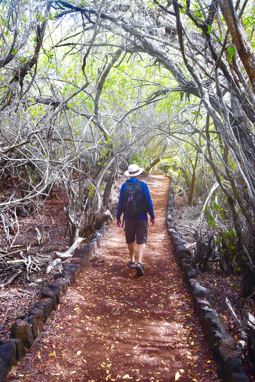 A Walk in the Isabela Woods