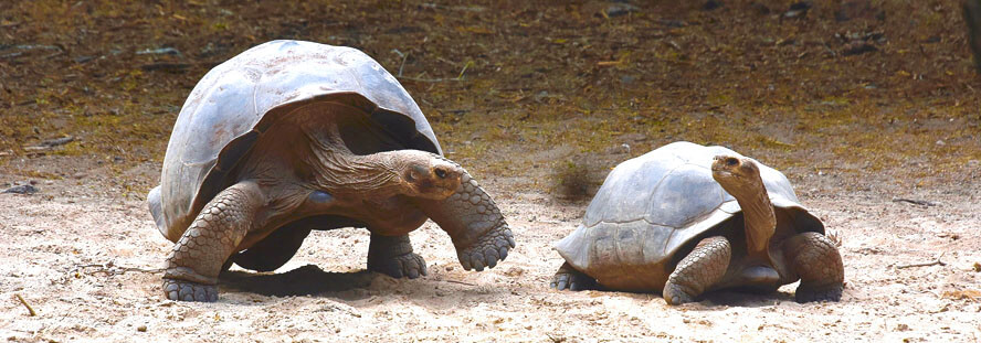 Cherchez la Femme, Tortoise Style