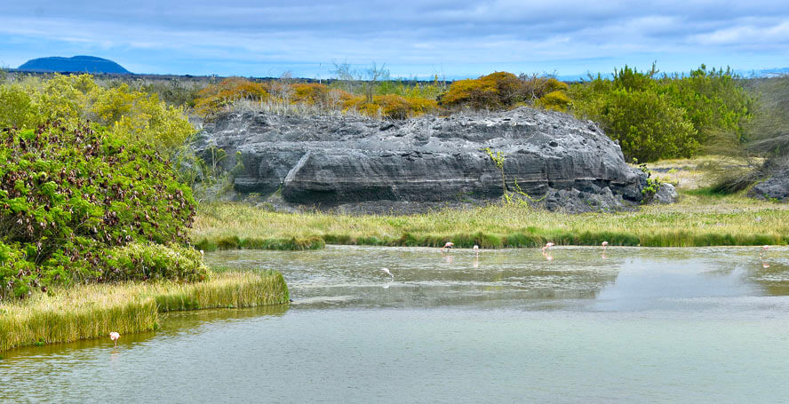Flamingos in an Old Quarry