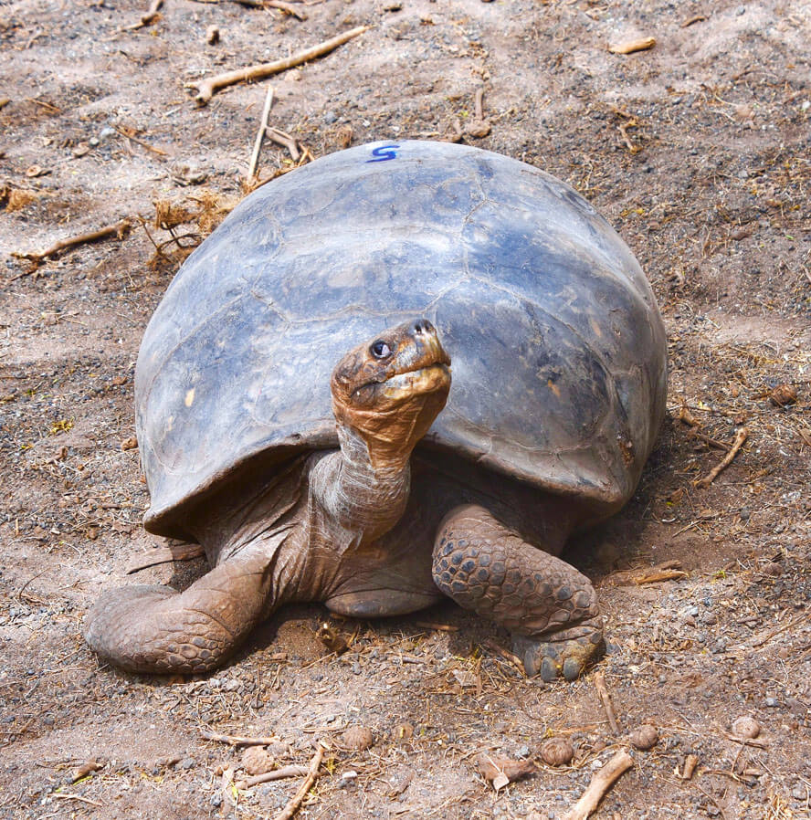 Flat Backed Tortoise