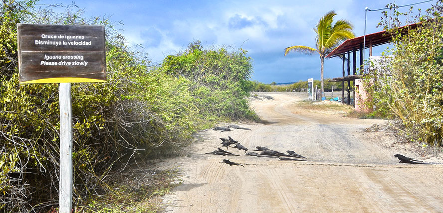 Iguana Crossing 
