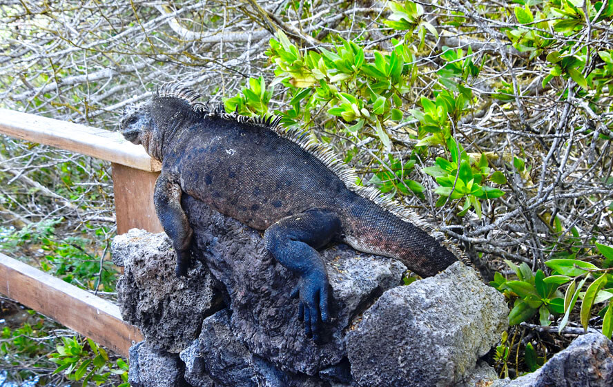  Iguana on the Bridge