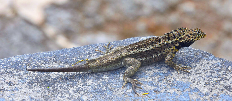 Male Lava Lizard with Regrown Tail 