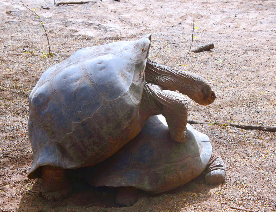Giant Tortoises Breeding