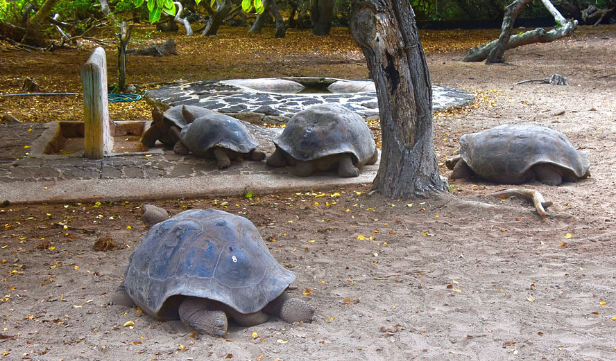 Tortoise Breeding Stock