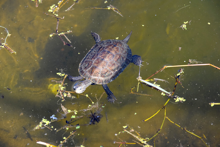 Turtle Bathing at the Asclepeion. Galen and the Asclepeion of Pergamon.