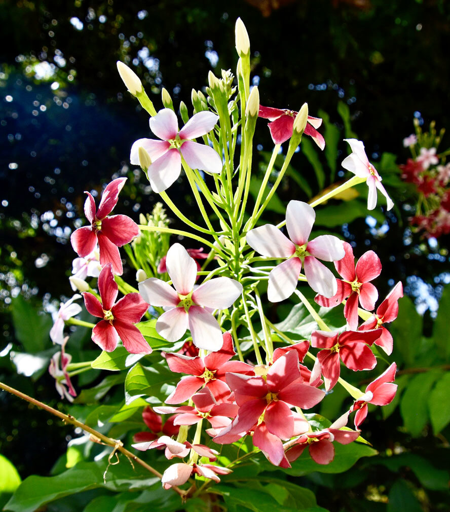 Unidentified Ua Pou Flower
