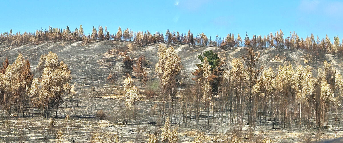 Forest Fire Damage Outside Valparaiso