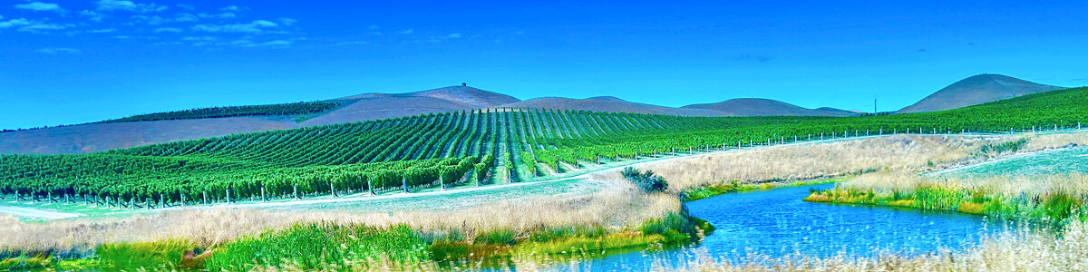 Vast Sauvignon Blanc Vines, Marlborough