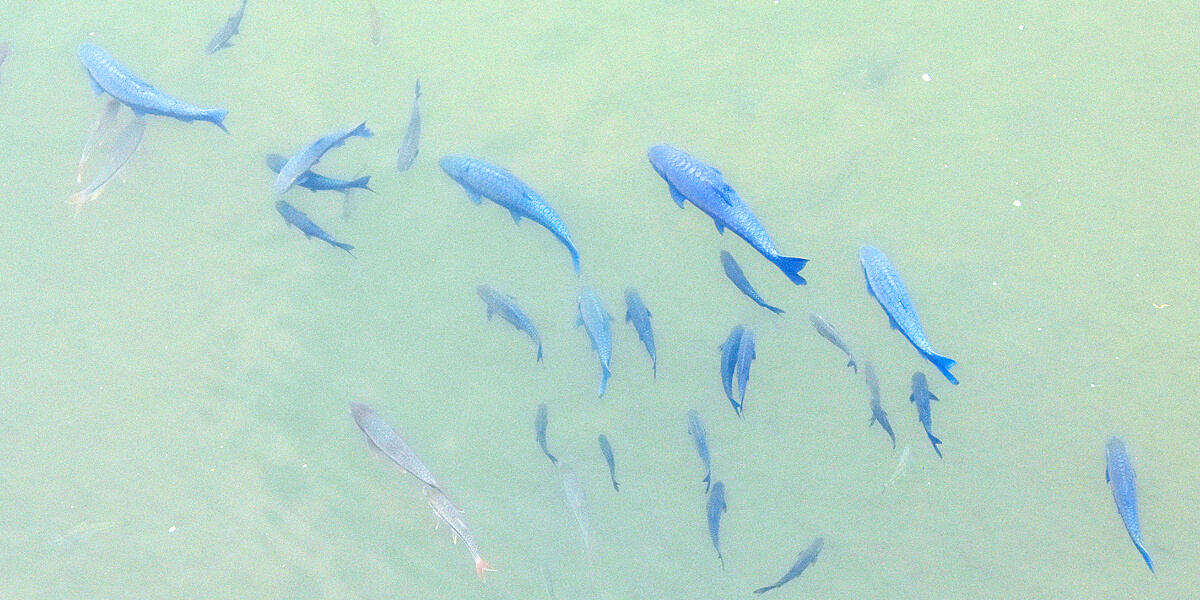 Large Fish in the Nam Song River
