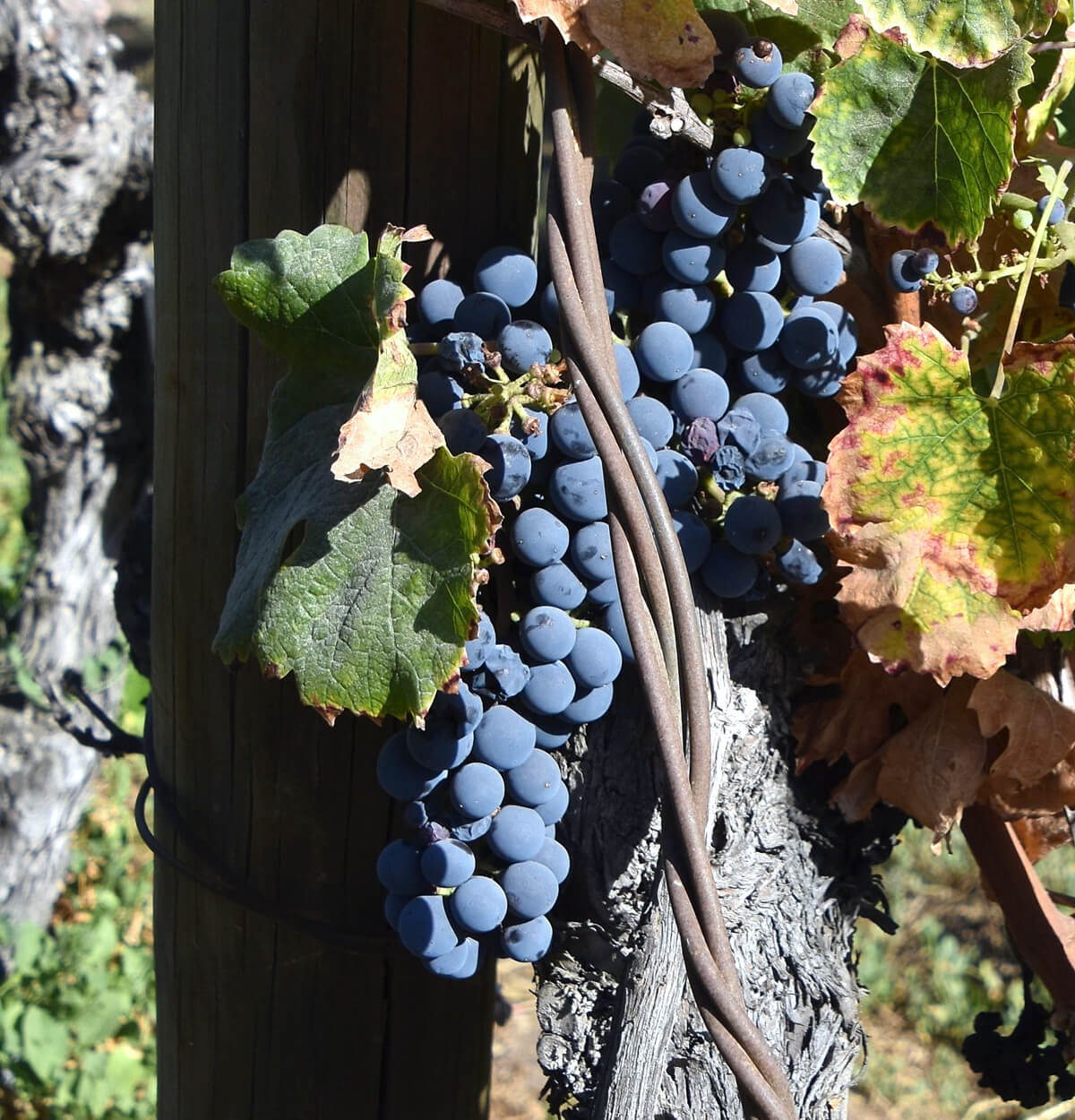 Cabernet Franc Grapes Ready for Harvest