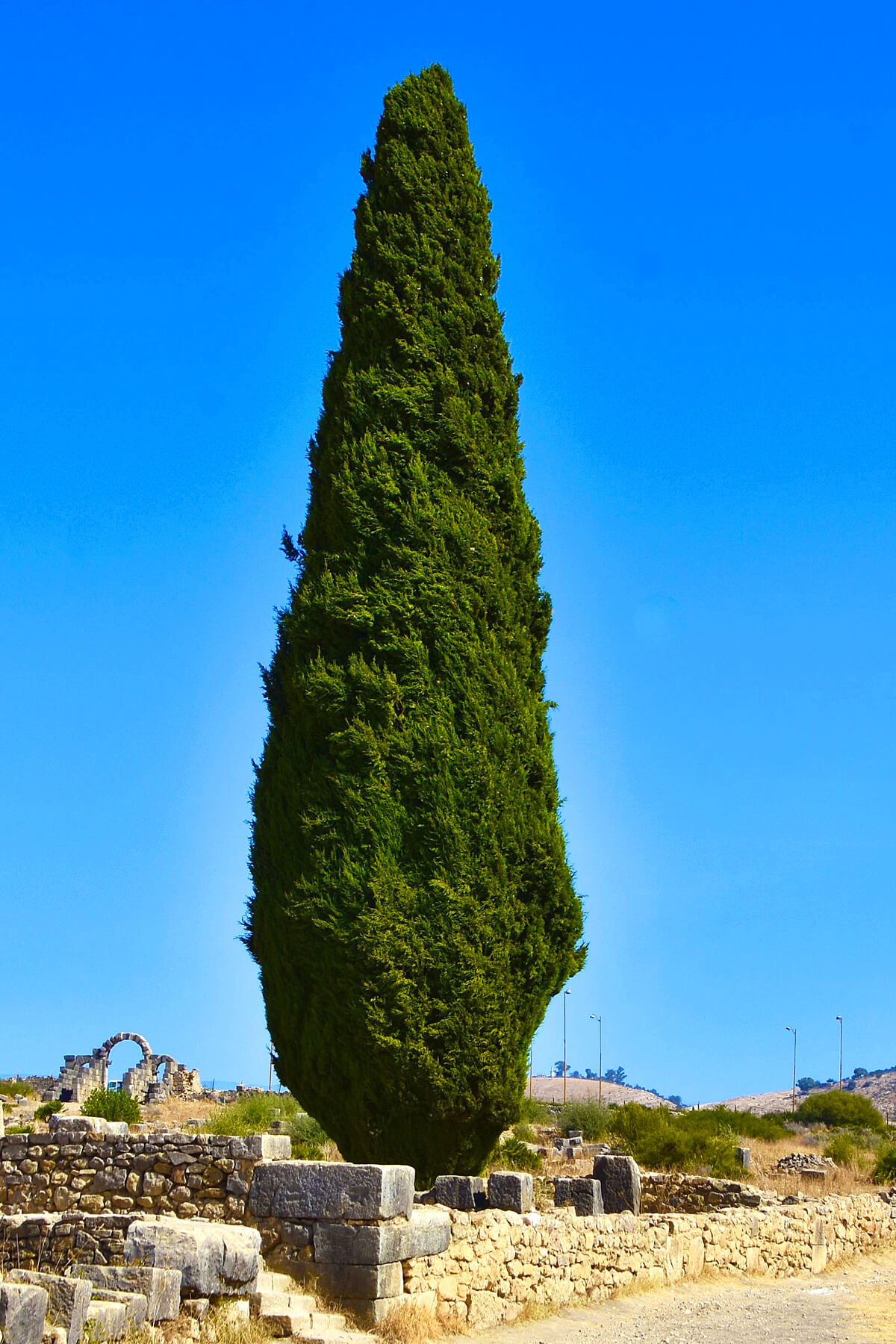 The Gladiator Cypress