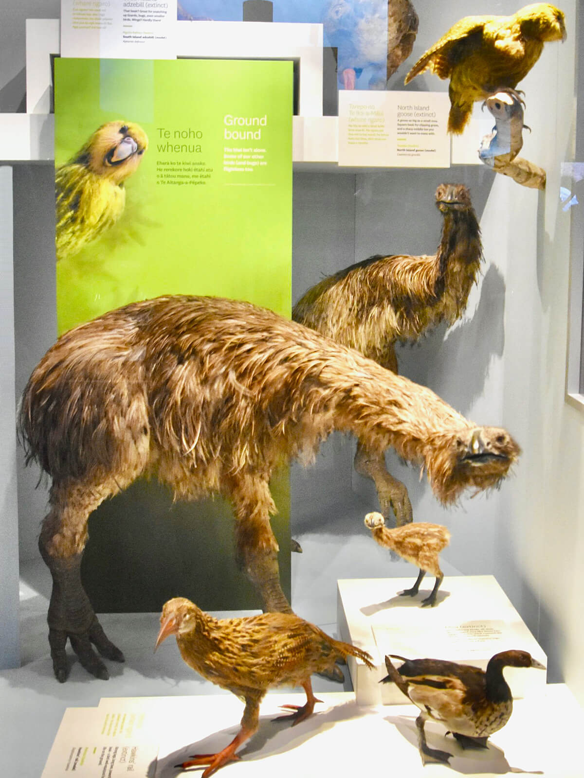 Extinct New Zealand Birds