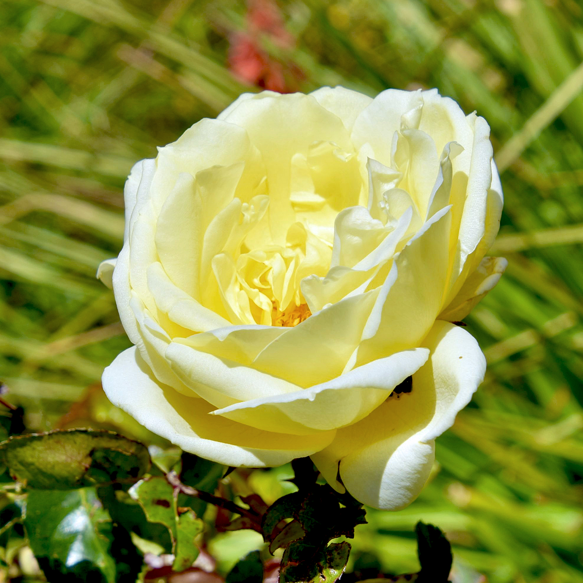 Yellow Rose