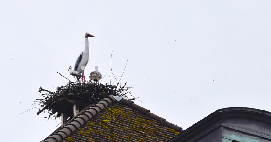 Stork’s Nest on the Stork Hotel