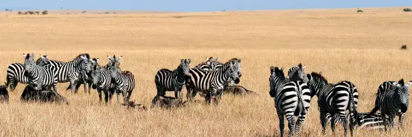 Kenya Tours