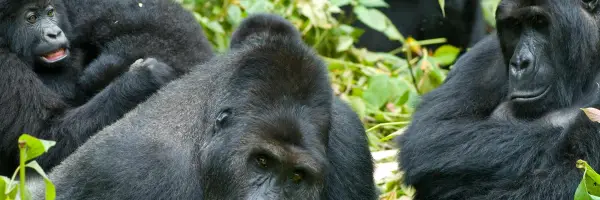 Rwanda Tours