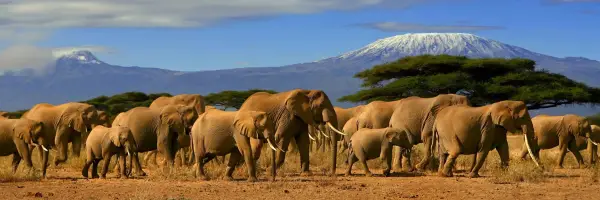 Tanzania Tours