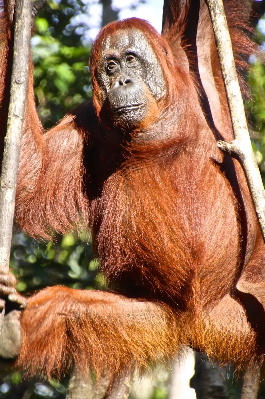 Orang-utan in Tanjung Puting National Park | Location: Tanjung Puting National Park, Indonesia