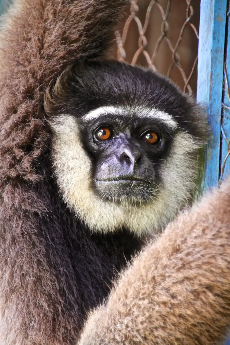 Gibbon at Camp Leakey | Location: Tanjung Puting National Park, Indonesia