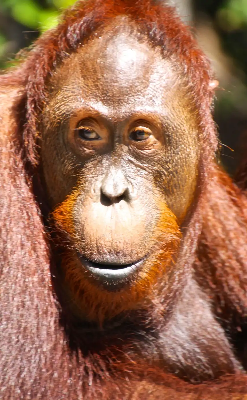 Orang-utan at Tanjung Puting National Park | Location: Tanjung Puting National Park, Indonesia