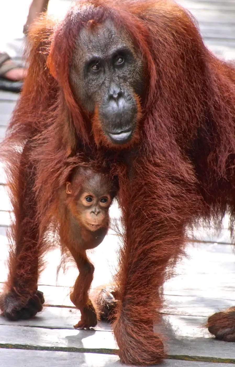 Orang-utan Mother and Child | Location: Tanjung Puting National Park, Indonesia
