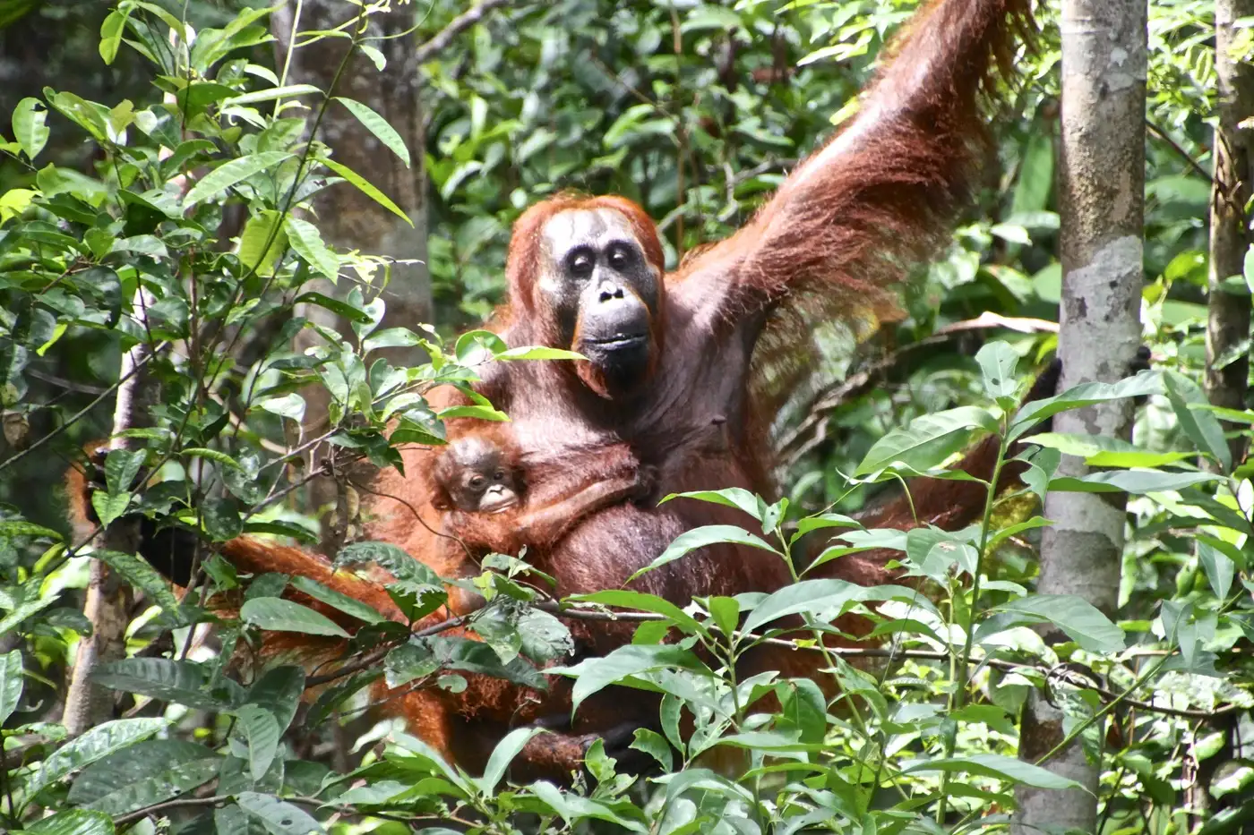 Orangu-tans at Tanjung Puting National Park | Location: Tanjung Puting National Park, Indonesia