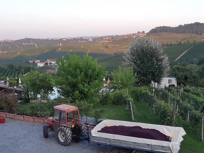 Harvest time! | Location: Barolo,  Italy