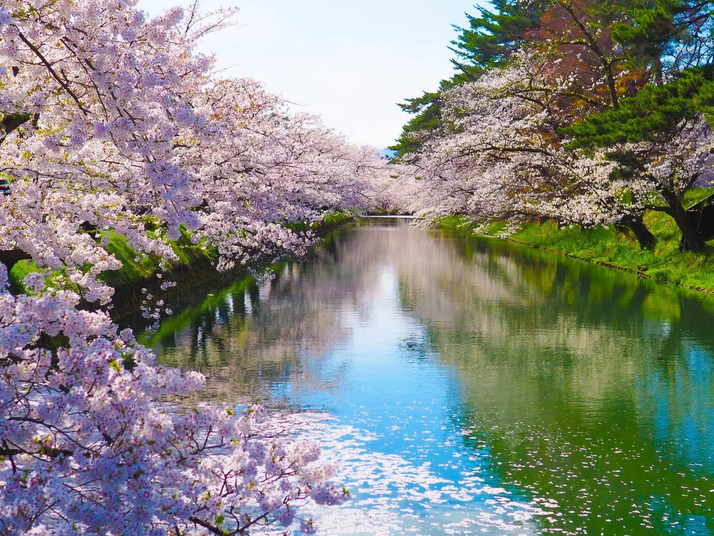 Hirosaki Park (spring) | Location: Japan